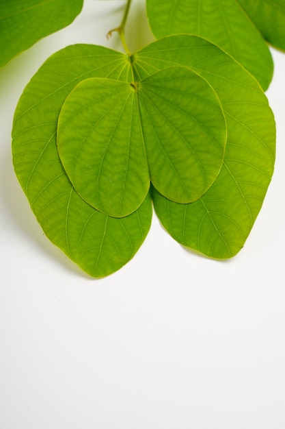 Photo feuille d'apta verte et riz, festival indien dussehra