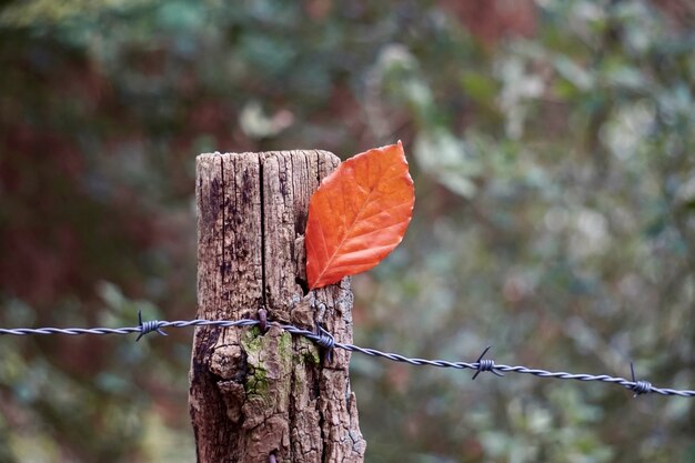 feuille d'arbre brun en saison d'automne, couleurs d'automne