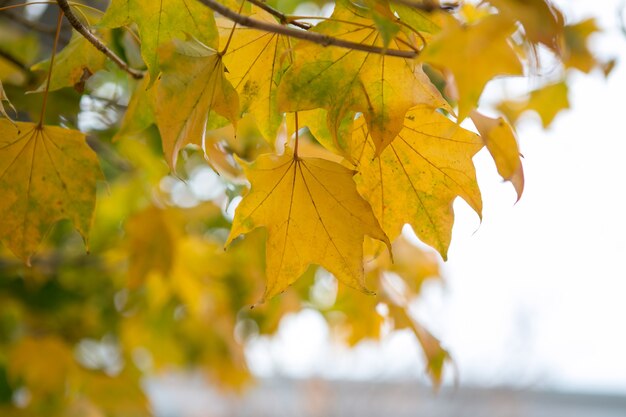 Feuille, arbre, ginkgo, à, Showa, kinen, parc, tokyo, japon