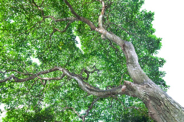 Feuille et arbre isolé sur fond blanc