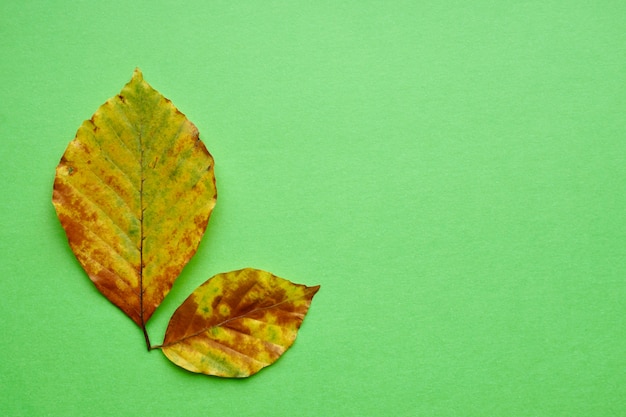 Feuille d'arbre jaune texturée en saison d'automne, couleurs d'automne