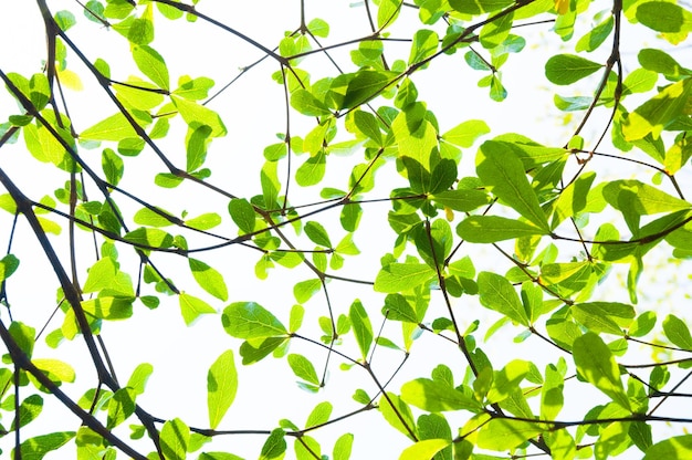 Feuille d'arbre de la nature utilisée comme concept écologique d'arrière-plan