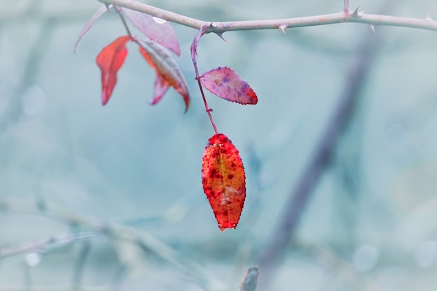 Feuille d'arbre rouge dans la nature en hiver