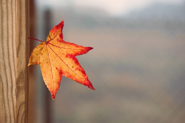 la feuille d&#39;arbre rouge dans la nature