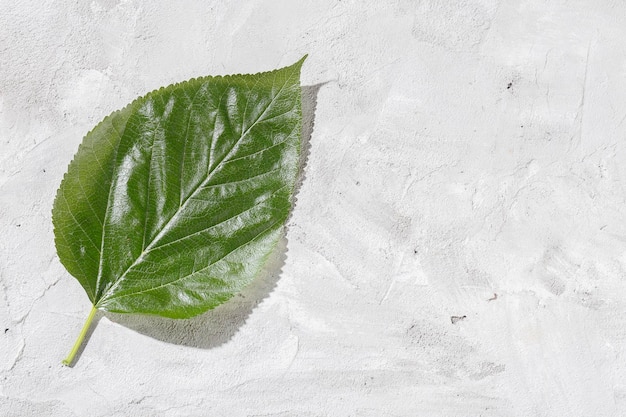 Feuille d'arbre vert sur l'espace de fond de ciment pour le texte