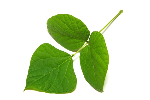 Feuille d'arbre vert été nature isolé fond blanc