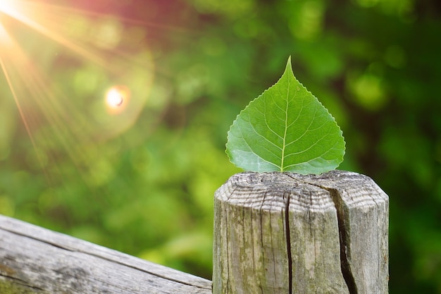 Feuille d&#39;arbre vert texturé dans la nature