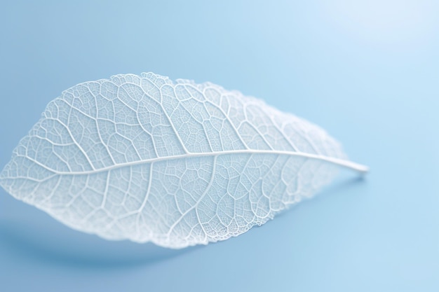 feuille arrafée sur une surface bleue avec un fond blanc