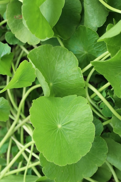 Feuille asiatique dans nature