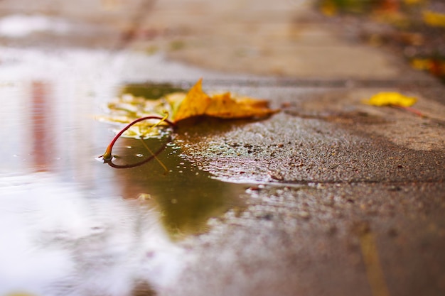 Feuille d'automne sur l'asphalte près d'une flaque d'eau