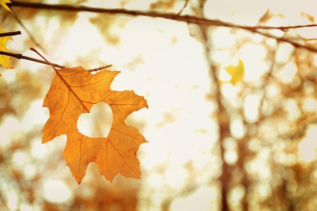 Feuille d'automne avec coeur, à l'extérieur