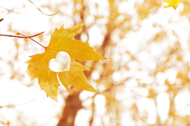 Feuille d'automne avec coeur, à l'extérieur