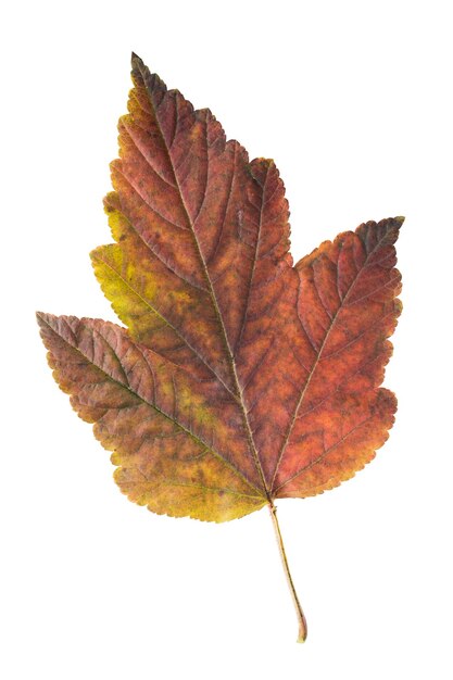 Feuille d'automne colorée isolée sur blanc