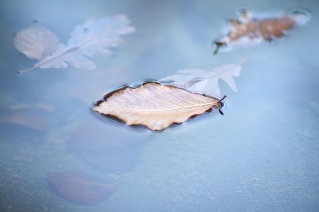 Feuille d'automne dans l'eau