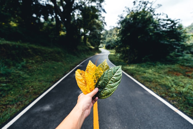 Feuille d'automne dans la forêt verte, main tenant des feuilles jaunes et vertes sur fond de route