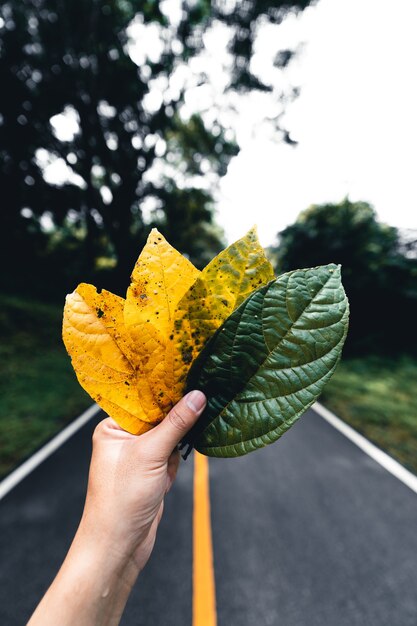 Feuille d'automne dans la forêt verte, main tenant des feuilles jaunes et vertes sur fond de route