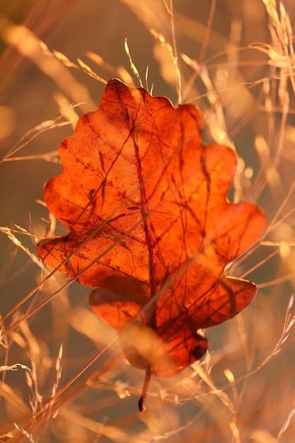 feuille d'automne dans l'herbe des champs en plein soleil à l'aube.