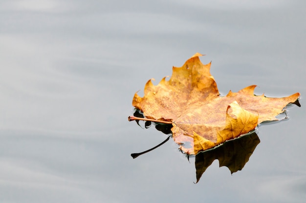 Feuille d'automne dorée dans l'eau bleue