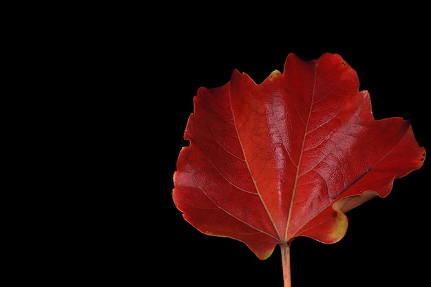 Feuille d'automne à droite