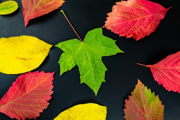 Feuille d'automne sur l'espace noir se bouchent