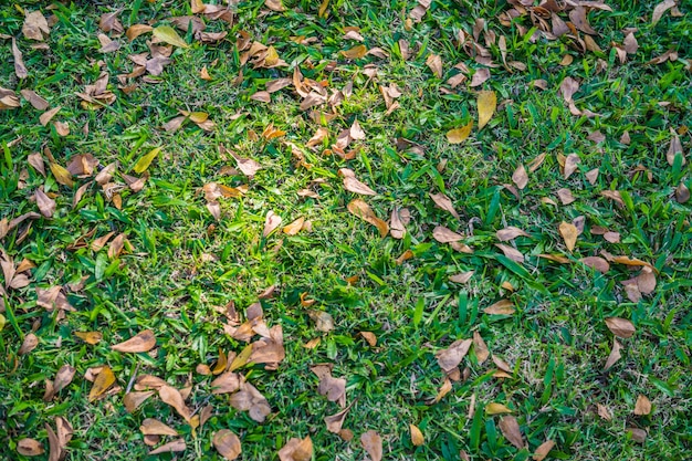 Photo feuille d'automne sur le fond d'herbe verte