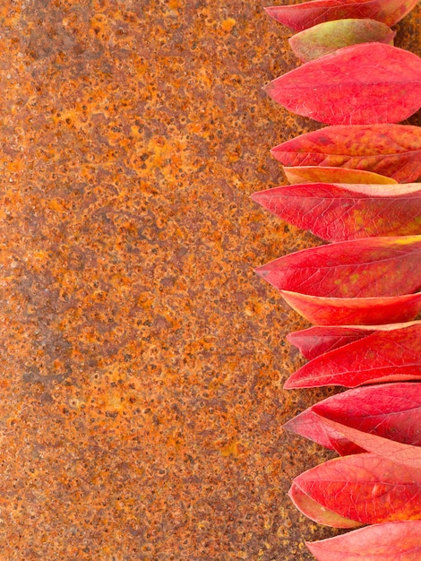 Feuille d&#39;automne sur fond de rouille