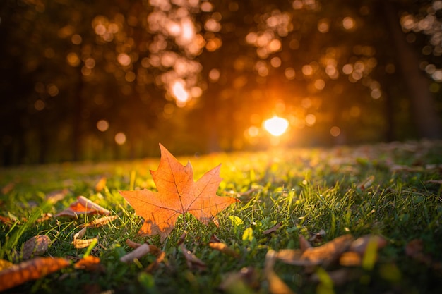 Feuille d'automne sur l'herbe verte, gros plan macro. Feuilles d'automne sur le pré en automne, rayons du soleil, nature idyllique