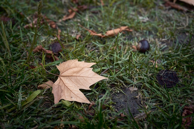 Feuille d'automne sur l'herbe