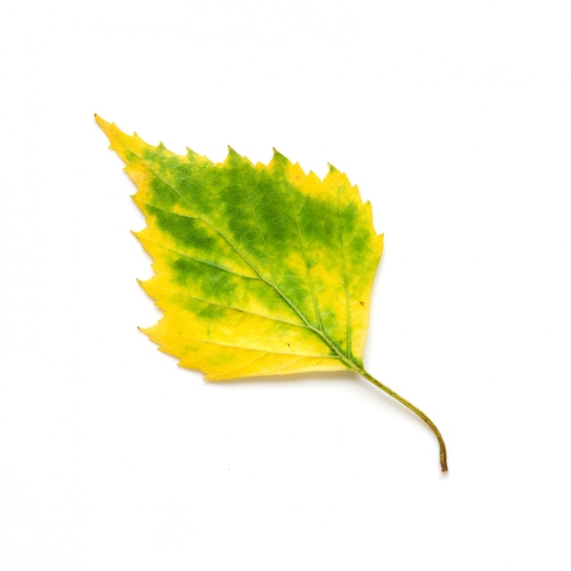 Feuille d'automne isolé sur fond blanc