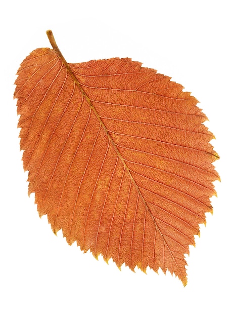 Feuille d'automne isolé sur fond blanc