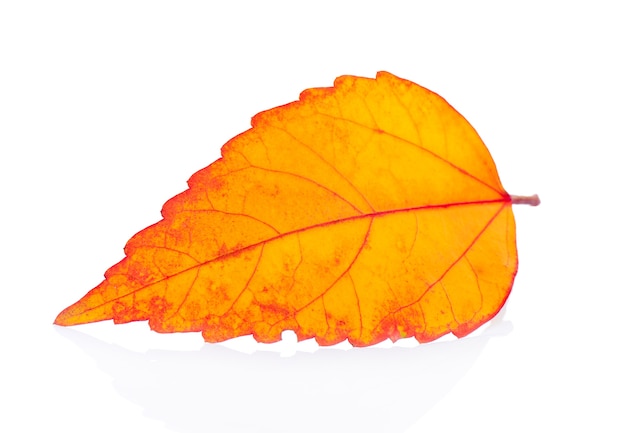 feuille d&#39;automne isolé sur fond blanc