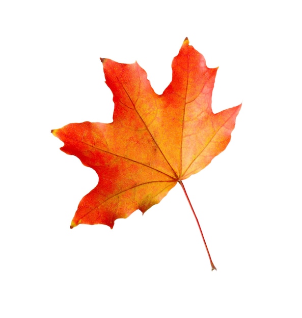 Feuille d'automne isolée sur blanc