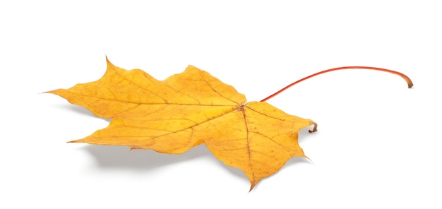 Feuille d'automne isolée sur fond blanc avec un tracé de détourage d'ombres pour l'isolement sans ombres sur blanc ombres sur blanc