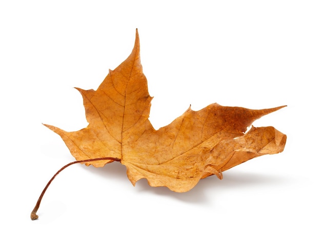 Feuille d'automne isolée sur fond blanc avec un tracé de détourage d'ombres pour l'isolement sans ombres sur blanc