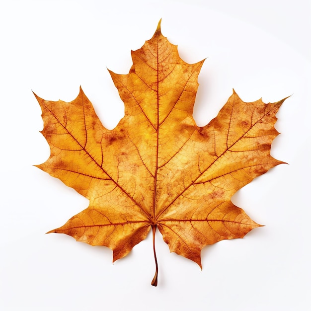 Une feuille d'automne isolée sur un fond blanc