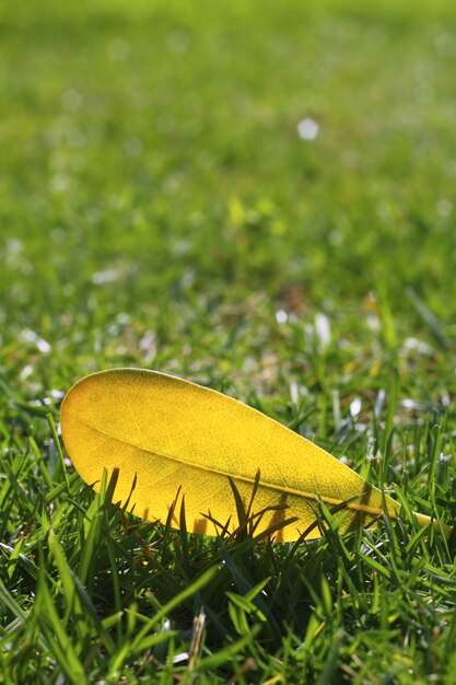 Feuille d&#39;automne jaune automne sur la pelouse d&#39;herbe verte de jardin