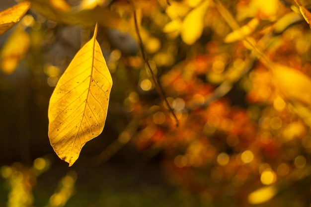 feuille d'automne jaune sur fond flou