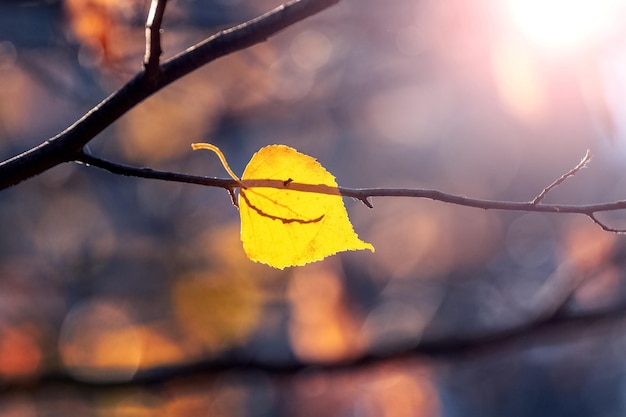 Une feuille d'automne jaune solitaire sur une branche d'arbre dans la forêt par temps ensoleillé