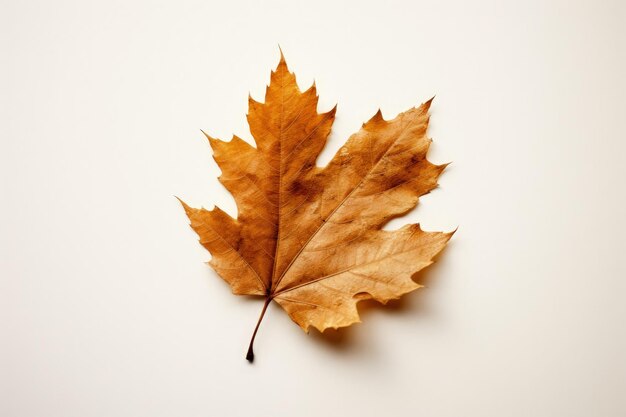 Photo une feuille d'automne minimaliste sur un fond neutre