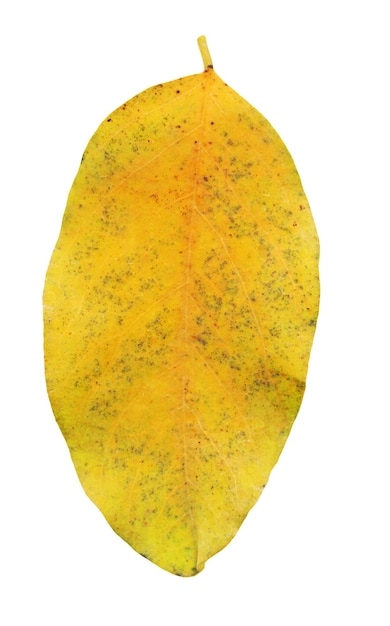 Feuille d'automne myrtille ou myrtille isolée