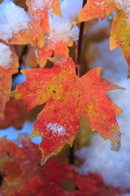 Feuille d'automne avec neige d'hiver