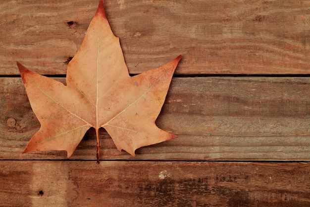 Feuille d'automne orange sur bois vieilli foncé