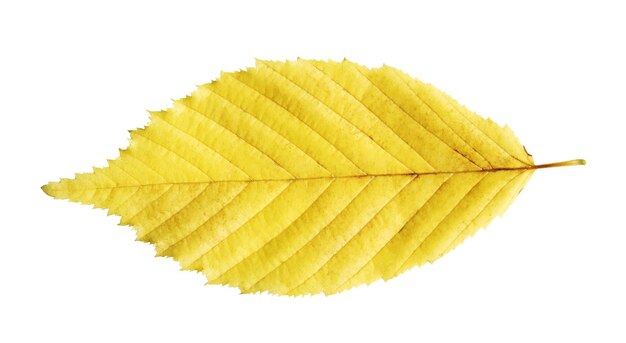 Feuille d'automne orme isolé sur fond blanc