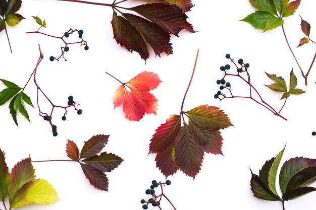 Feuille d'automne de raisin sauvage sur fond blanc