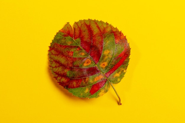 Une feuille d'automne ronde multicolore