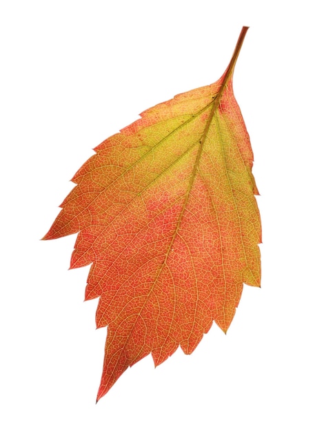 Feuille d'automne rouge et jaune isolée sur blanc