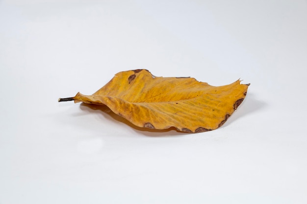 Feuille d'automne sec mort isolé sur fond blanc