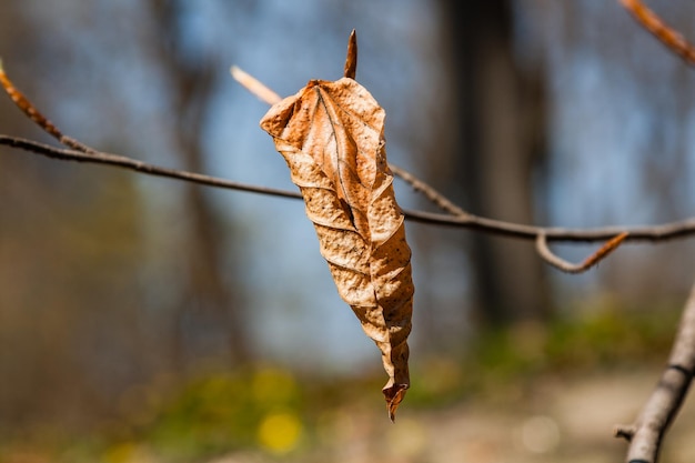 Une feuille d'automne séchée est accrochée à une branche