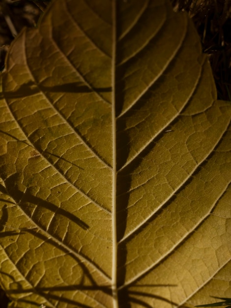 Feuille d'automne séchée