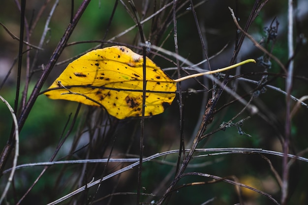 Feuille d'automne tombée morte d'or jaune